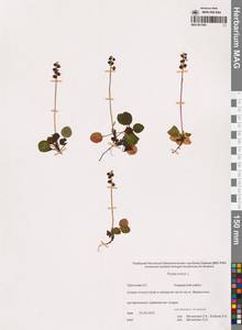 Грушанка малая L., Сибирь, Чукотка и Камчатка (S7) (Россия)