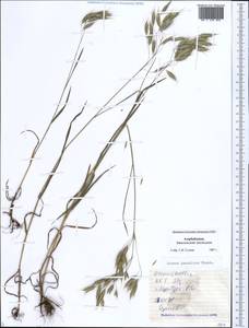 Костер японский Houtt., Кавказ, Азербайджан (K6) (Азербайджан)