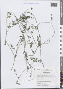 Остролодочник голый DC., Средняя Азия и Казахстан, Памир и Памиро-Алай (M2) (Таджикистан)