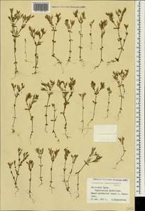 Cerastium ramosissimum Boiss., Крым (KRYM) (Россия)