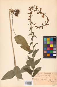 Колокольчик болонский L., Восточная Европа, Московская область и Москва (E4a) (Россия)