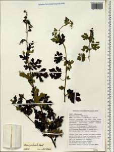 Urena repanda Roxb., Зарубежная Азия (ASIA) (Вьетнам)