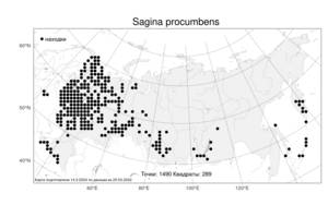 Sagina procumbens, Мшанка лежачая L., Атлас флоры России (FLORUS) (Россия)
