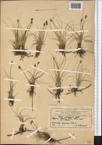 Осока узколистная Wahlenb., Средняя Азия и Казахстан, Северный и Центральный Тянь-Шань (M4) (Киргизия)