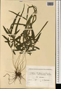 Polypodiopsida, Зарубежная Азия (ASIA) (Шри-Ланка)