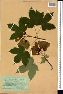 Acer heldreichii subsp. trautvetteri (Medw.) A.E.Murray, Кавказ, Ставропольский край, Карачаево-Черкесия, Кабардино-Балкария (K1b) (Россия)