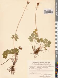 Купальница бумажночашелистиковая Schipcz., Сибирь, Чукотка и Камчатка (S7) (Россия)