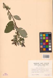 Ива трехтычинковая L., Западная Европа (EUR) (Италия)