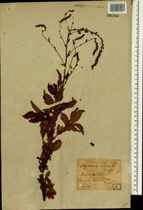 Репешок волосистый Ledeb., Зарубежная Азия (ASIA) (Япония)