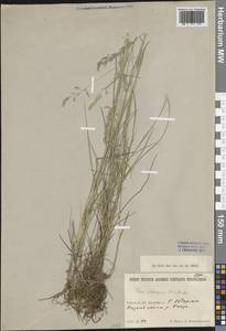 Мятлик альпигенный Lindm., Сибирь, Западная Сибирь (S1) (Россия)