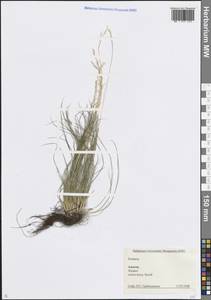 Овсяница, Кавказ, Краснодарский край и Адыгея (K1a) (Россия)