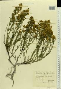 Genista tinctoria subsp. tinctoria, Восточная Европа, Северо-Украинский район (E11) (Украина)