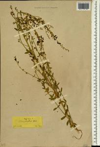 Cytisus parviflorus, Зарубежная Азия (ASIA) (Турция)