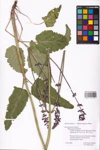 MHA 0 156 259, Salvia nutans × stepposa, Восточная Европа, Центральный лесостепной район (E6) (Россия)