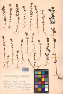 MHA 0 161 812, Очанка прямая J.P.Wolff ex J.F.Lehm., Восточная Европа, Западный район (E3) (Россия)