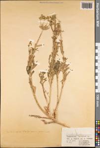 Молочай, Средняя Азия и Казахстан, Памир и Памиро-Алай (M2) (Таджикистан)