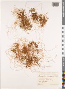 Повилика одностолбиковая Vahl, Кавказ, Грузия (K4) (Грузия)