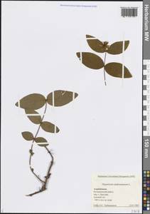 Зверобой красильный L., Кавказ, Азербайджан (K6) (Азербайджан)