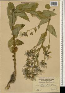 Колокольчик молочноцветковый M.Bieb., Кавказ, Южная Осетия (K4b) (Южная Осетия)