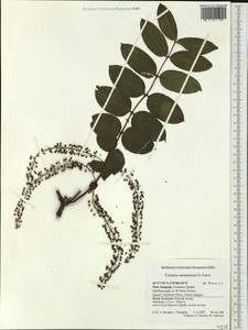 Coriaria ruscifolia L., Австралия и Океания (AUSTR) (Новая Зеландия)