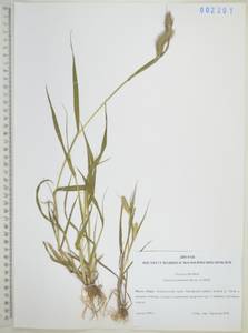 Щетинник зеленый (L.) P.Beauv., Сибирь, Дальний Восток (S6) (Россия)