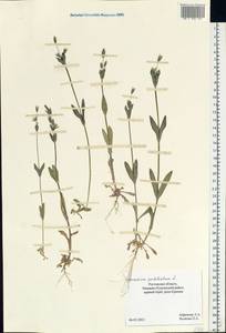 Dichodon perfoliatum (L.) Á. Löve & D. Löve, Восточная Европа, Ростовская область (E12a) (Россия)