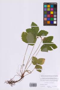 Земляника мускусная Duchesne, Восточная Европа, Московская область и Москва (E4a) (Россия)