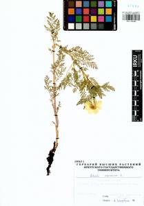 Горицвет сибирский Patrin ex Ledeb., Сибирь, Прибайкалье и Забайкалье (S4) (Россия)