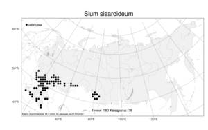 Sium sisaroideum, Поручейник сахарный L., Атлас флоры России (FLORUS) (Россия)