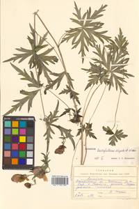 Aconitum karafutense subsp. karafutense, Сибирь, Дальний Восток (S6) (Россия)