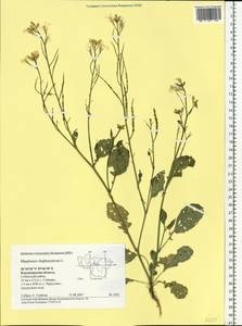 Редька дикая, Редька полевая L., Восточная Европа, Центральный район (E4) (Россия)