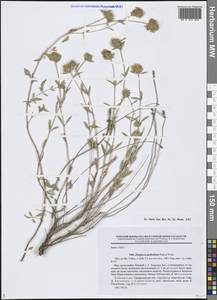 Ziziphora pedicellata Pazij & Vved., Средняя Азия и Казахстан, Памир и Памиро-Алай (M2) (Узбекистан)