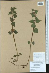 Яснотка пятнистая (L.) L., Восточная Европа, Центральный район (E4) (Россия)