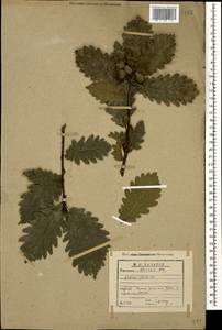 Дуб грузинский (Steven ex M.Bieb.) Krassiln., Кавказ, Абхазия (K4a) (Абхазия)