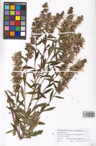 Solidago ×snarskisii Gudz. & Zaln., Восточная Европа, Московская область и Москва (E4a) (Россия)