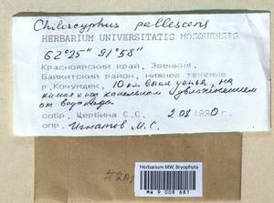 Chiloscyphus pallescens (Ehrh. ex Hoffm.) Dumort., Гербарий мохообразных, Мхи - Красноярский край, Тыва и Хакасия (B17) (Россия)