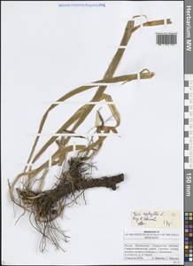 Ирис безлистный L., Восточная Европа, Средневолжский район (E8) (Россия)