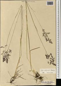 Мятлик сибирский Roshev., Монголия (MONG) (Монголия)