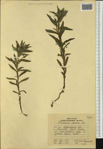Achillea ptarmica subsp. ptarmica, Сибирь, Дальний Восток (S6) (Россия)