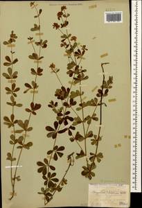 Lotus graecus L., Кавказ, Черноморское побережье (от Новороссийска до Адлера) (K3) (Россия)