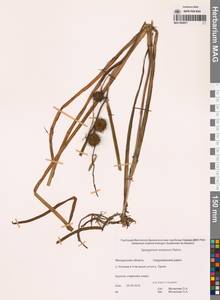 Ежеголовник всплывающий, Ежеголовник всплывший Rehmann, Сибирь, Чукотка и Камчатка (S7) (Россия)