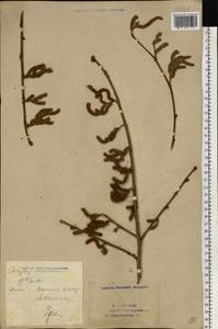 Орешник обыкновенный, Лещина обыкновенная L., Восточная Европа, Восточный район (E10) (Россия)