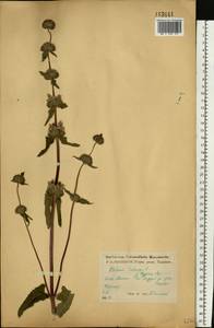 Зопничек клубненосный (L.) Moench, Восточная Европа, Центральный лесостепной район (E6) (Россия)