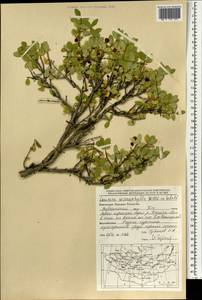 Жимолость мелколистная Willd. ex Roem. & Schult., Монголия (MONG) (Монголия)