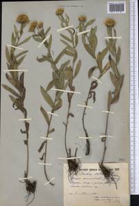 Pentanema salicinum (L.) D. Gut. Larr., Santos-Vicente, Anderb., E. Rico & M. M. Mart. Ort., Сибирь, Якутия (S5) (Россия)
