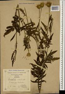 Klasea radiata subsp. radiata, Кавказ, Грузия (K4) (Грузия)