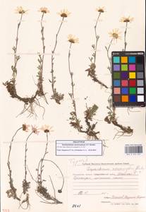 Chrysanthemum zawadzkii subsp. peleiolepis (Trautv.) Zuev, Сибирь, Чукотка и Камчатка (S7) (Россия)