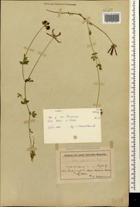 Lotus corniculatus subsp. corniculatus, Кавказ, Азербайджан (K6) (Азербайджан)