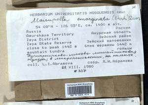 Marsupella emarginata (Ehrh.) Dumort., Гербарий мохообразных, Мхи - Дальний Восток (без Чукотки и Камчатки) (B20) (Россия)