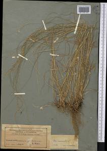 Мятлик дубравный L., Средняя Азия и Казахстан, Северный и Центральный Тянь-Шань (M4) (Казахстан)